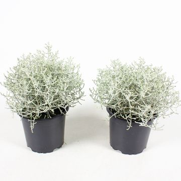 Leucophyta brownii