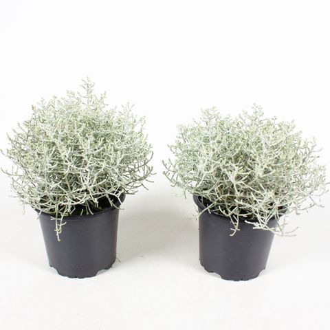 Leucophyta brownii