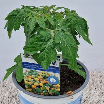 Solanum lycopersicum 'Primagold'