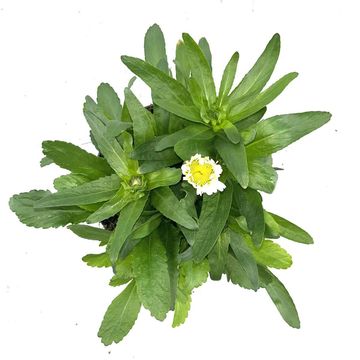 Leucanthemum vulgare