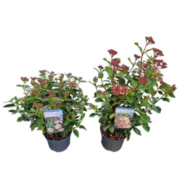 Viburnum tinus MIX