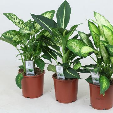 Dieffenbachia MIX