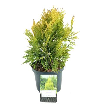 Thuja plicata '4ever'