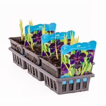 Iris 'Black Gamecock'