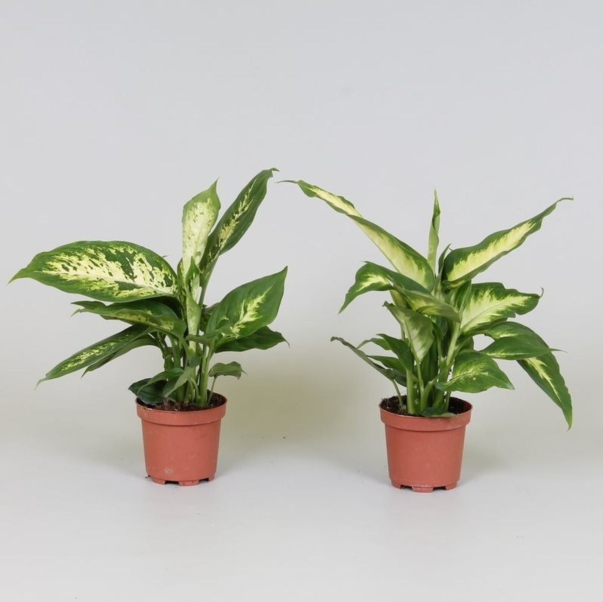 Dieffenbachia MIX — Hurtownia roślin FlorAccess
