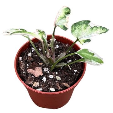 Syngonium 'Starlite'
