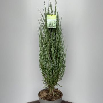 Juniperus scopulorum 'Blue Arrow'