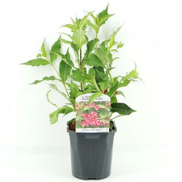 Weigela 'Red Prince'