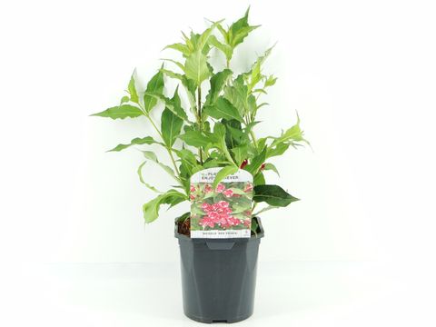Weigela 'Red Prince'