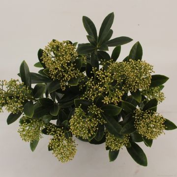 Skimmia japonica 'Finchy'