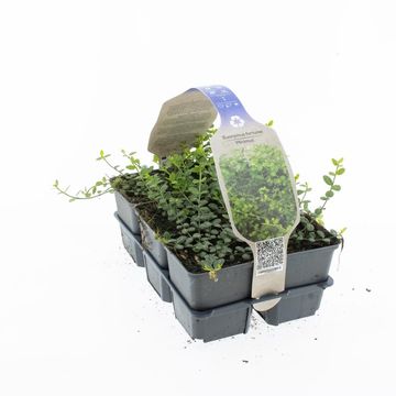 Euonymus fortunei 'Minimus'