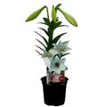 Lilium longiflorum 'Miracle'