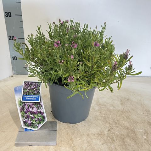 Lavandula stoechas 'Lovendula Speedy Pink Blush'