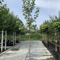Acer platanoides 'Drummondii'