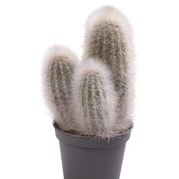 Cleistocactus straussii