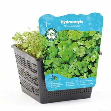 Hydrocotyle novae-zelandiae