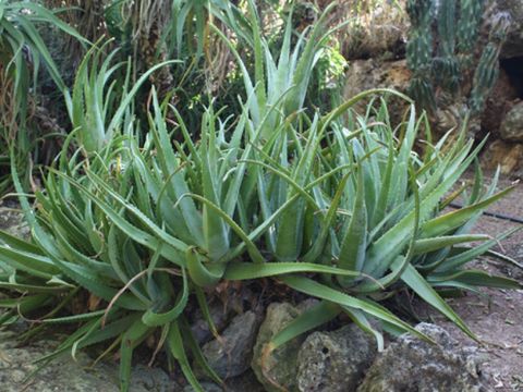 Aloe vera
