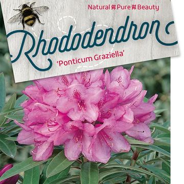 Rhododendron 'Graziella'