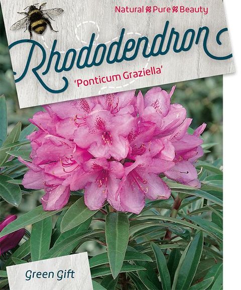 Rhododendron 'Graziella'