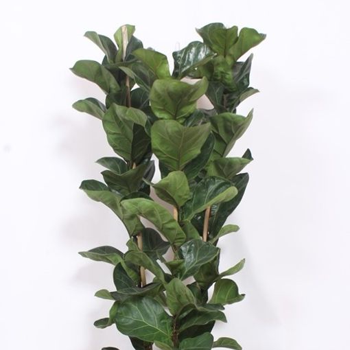 Ficus lyrata 'Bambino'