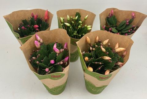 Schlumbergera MIX