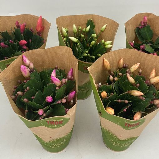 Schlumbergera MIX