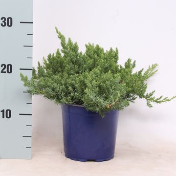 Juniperus procumbens 'Nana'