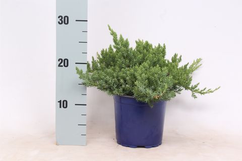 Juniperus procumbens 'Nana'