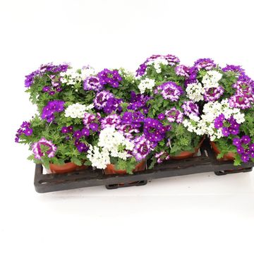 Verbena MIX IN POT