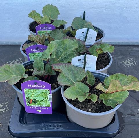 Rheum rhabarbarum 'Canada Red'