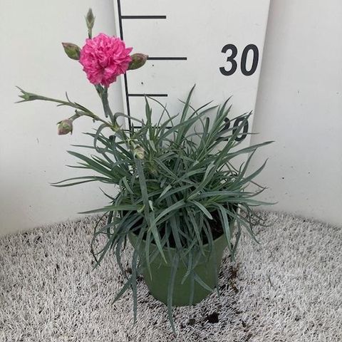 Dianthus DEVON COTTAGE PINK
