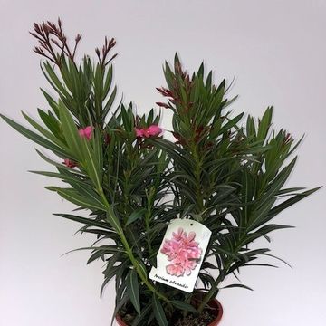 Nerium oleander
