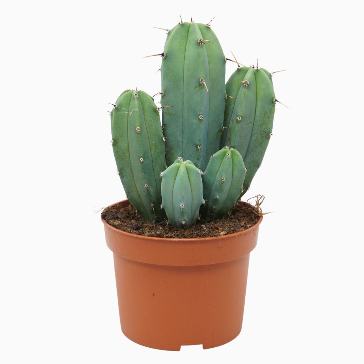 kaktus fällt um Künstlicher Kaktus - Hagen | 125 cm main image 0