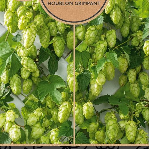 Humulus lupulus 'Nordbrau'