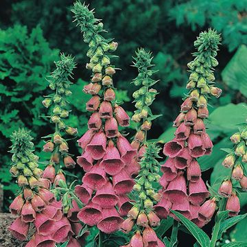 Digitalis 'Mertonensis'