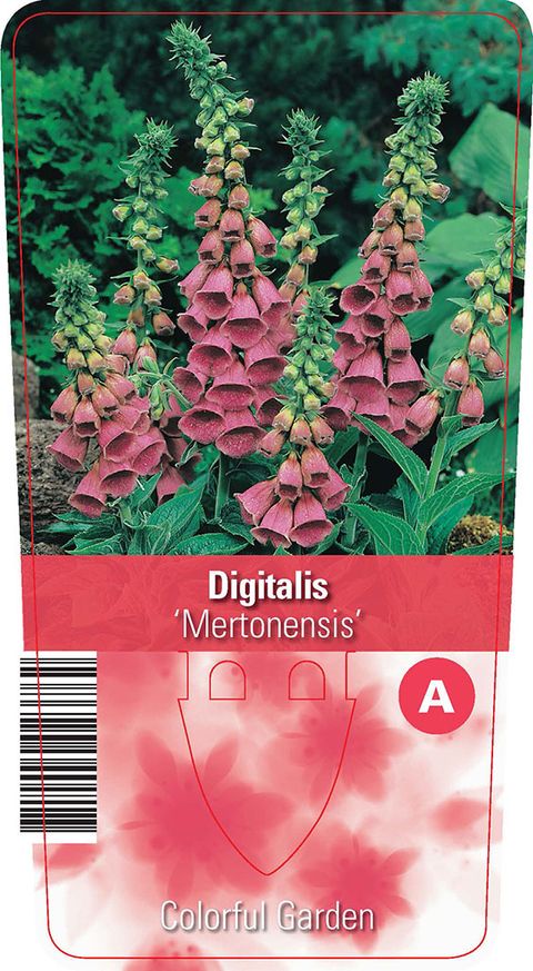 Digitalis 'Mertonensis'