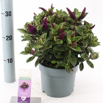 Hebe HEBEDONNA ALEXA