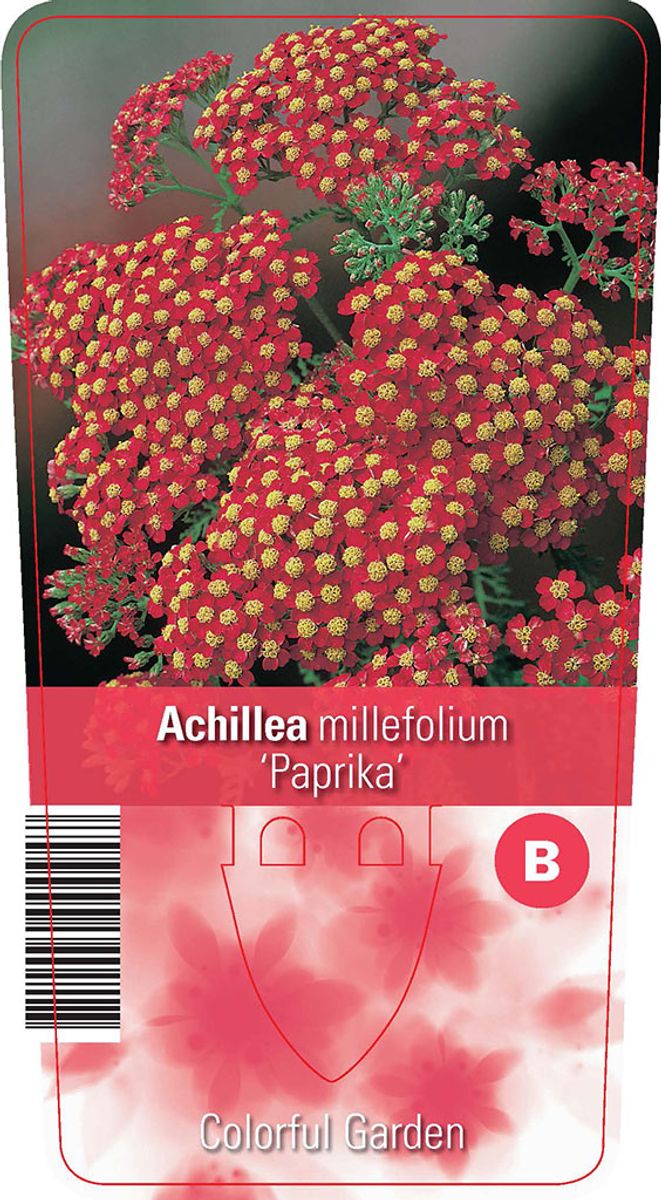 ACHILLEA MILLEFOLIUM 'PAPRIKA' - ACHILLÉE MILLEFEUILLE 'PAPRIKA