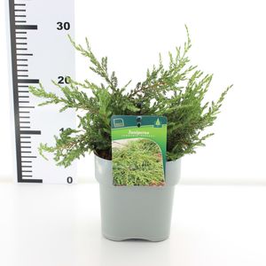 Juniperus communis 'Repanda' (Koekoek Potcultures, de)