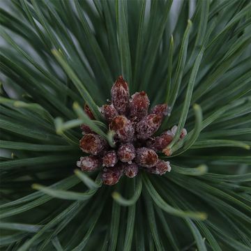 Pinus nigra nigra