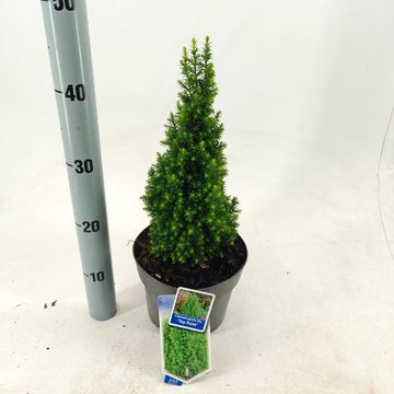 Chamaecyparis thyoides 'Top Point'
