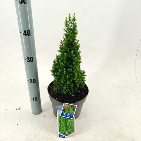 Chamaecyparis thyoides 'Top Point'