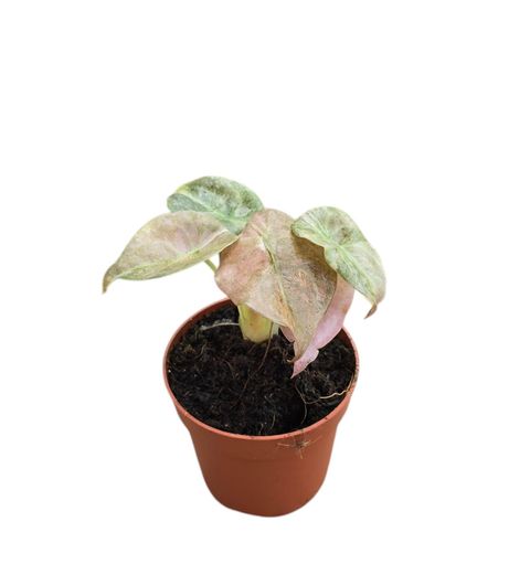 Alocasia cuprea 'Variegata Mint'