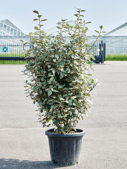 Elaeagnus x ebbingei 'Compacta'