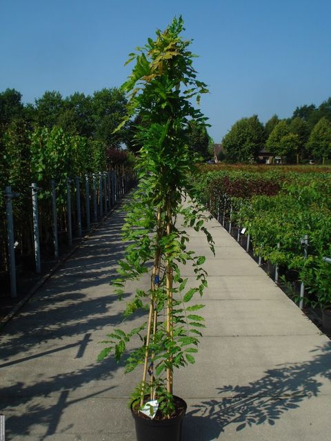 Wisteria sinensis 'Prolific'