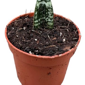サンスベリア Sansevieria Zebra Sansevieria Zebra 【artPLANTs】サンスベリア/サンセベリア