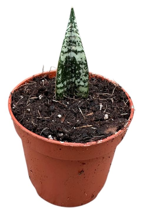 サンスベリア Sansevieria Zebra sansevieria hahnii zebra – Succulentasia