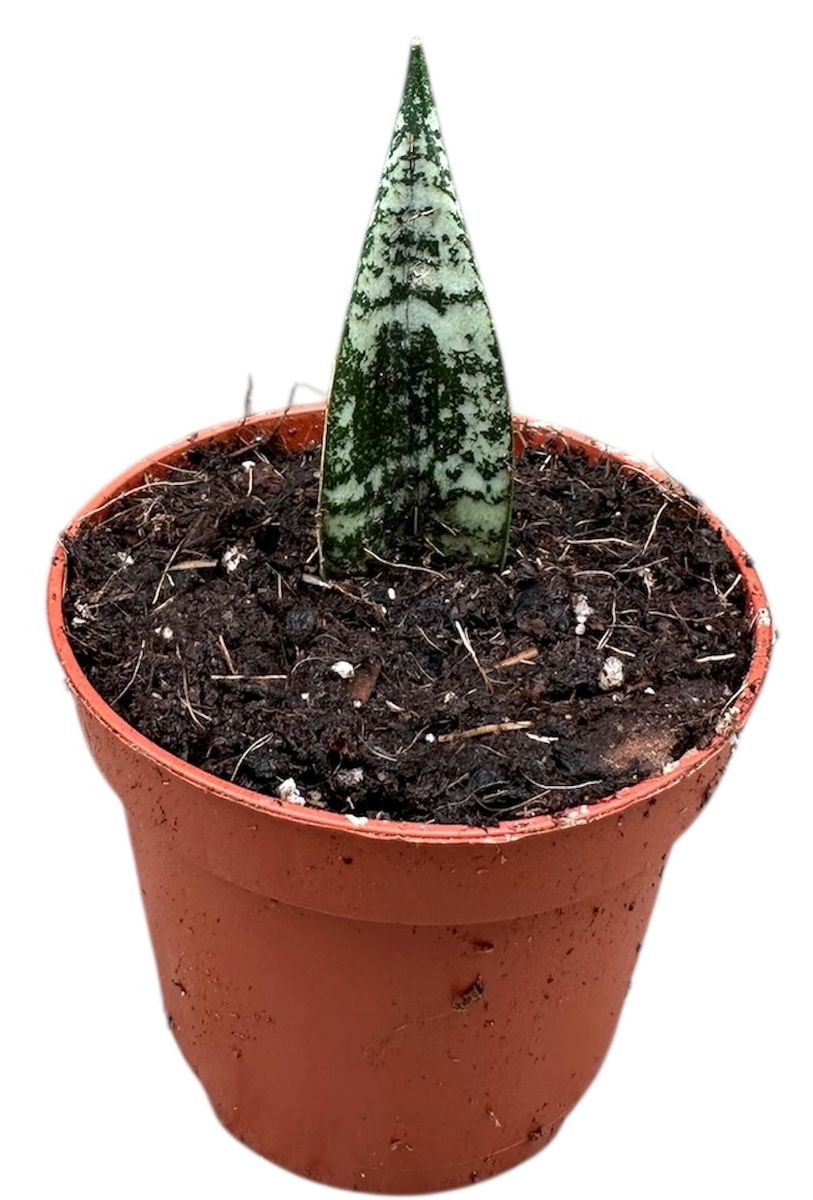 サンスベリア Sansevieria Zebra Sansevieria Zebra 【artPLANTs】サンスベリア/サンセベリア