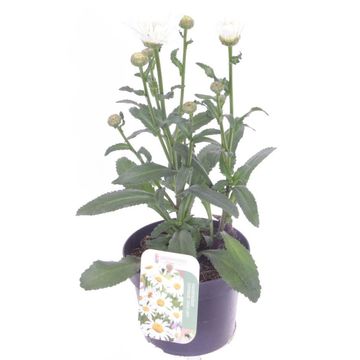 Leucanthemum SWEET DAISY CHRISTINE