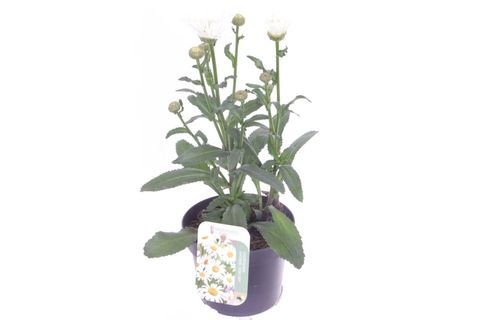 Leucanthemum SWEET DAISY CHRISTINE